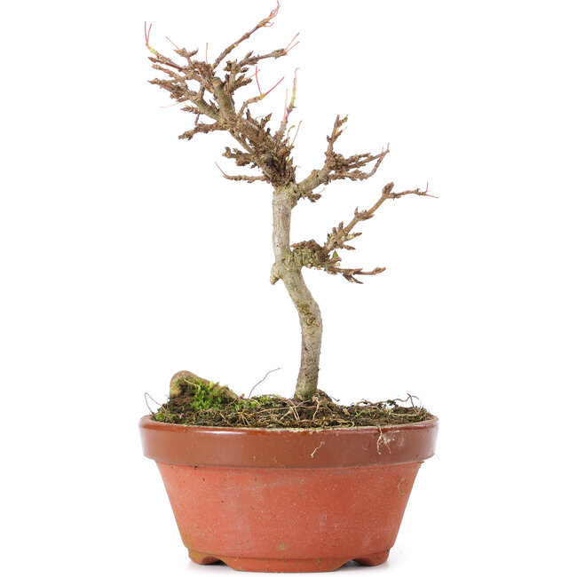 Acer buergerianum, 13 cm, ± 8 ans
