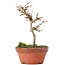 Acer buergerianum, 13 cm, ± 8 jaar oud