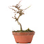 Acer buergerianum, 13 cm, ± 8 jaar oud