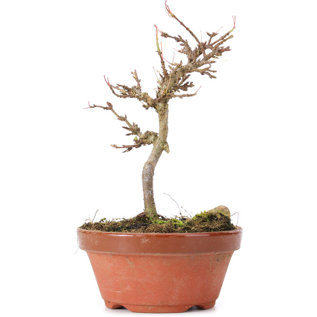 Acer buergerianum, 13 cm, ± 8 Jahre alt