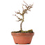 Acer buergerianum, 13 cm, ± 8 jaar oud