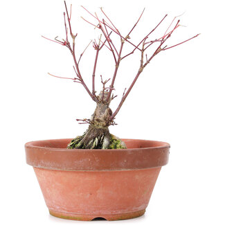 Acer palmatum Deshojo, 14 cm, ± 6 jaar oud