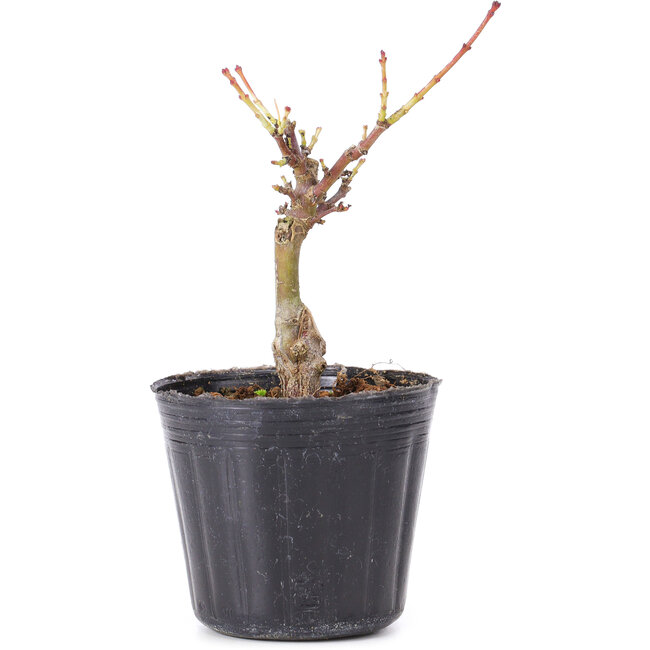 Acer palmatum Shishikashira, 14 cm, ± 4 Jahre alt