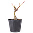 Acer palmatum Shishikashira, 14 cm, ± 4 Jahre alt