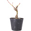 Acer palmatum Shishikashira, 14 cm, ± 4 Jahre alt