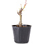 Acer palmatum Shishikashira, 14 cm, ± 4 Jahre alt