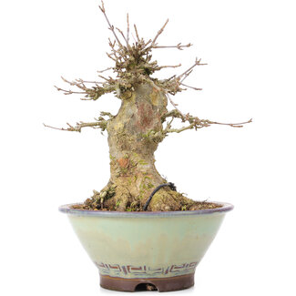 Acer buergerianum, 17 cm, ± 35 anni