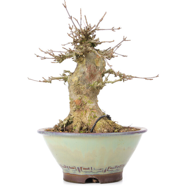 Acer buergerianum, 17 cm, ± 35 ans, avec un nebari de 10 cm