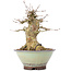 Acer buergerianum, 17 cm, ± 35 years old, with a nebari of 10 cm