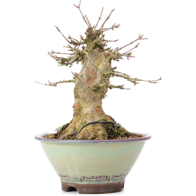 Acer buergerianum, 17 cm, ± 35 ans, avec un nebari de 10 cm