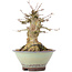 Acer buergerianum, 17 cm, ± 35 years old, with a nebari of 10 cm