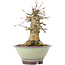 Acer buergerianum, 17 cm, ± 35 years old, with a nebari of 10 cm