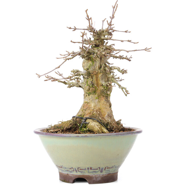 Acer buergerianum, 17 cm, ± 35 jaar oud, met een nebari van 10 cm