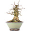 Acer buergerianum, 17 cm, ± 35 years old, with a nebari of 10 cm