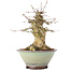 Acer buergerianum, 17 cm, ± 35 jaar oud, met een nebari van 10 cm