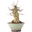 Acer buergerianum, 17 cm, ± 35 years old, with a nebari of 10 cm