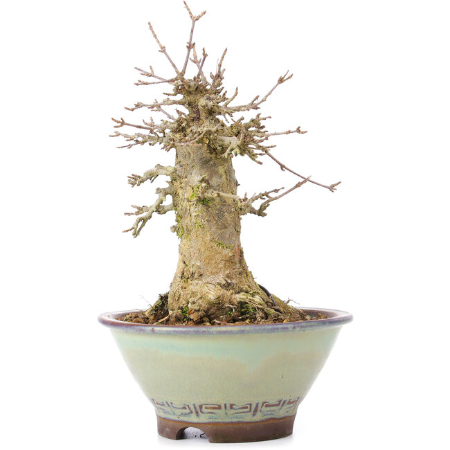 Acer buergerianum, 17 cm, ± 35 years old, with a nebari of 10 cm