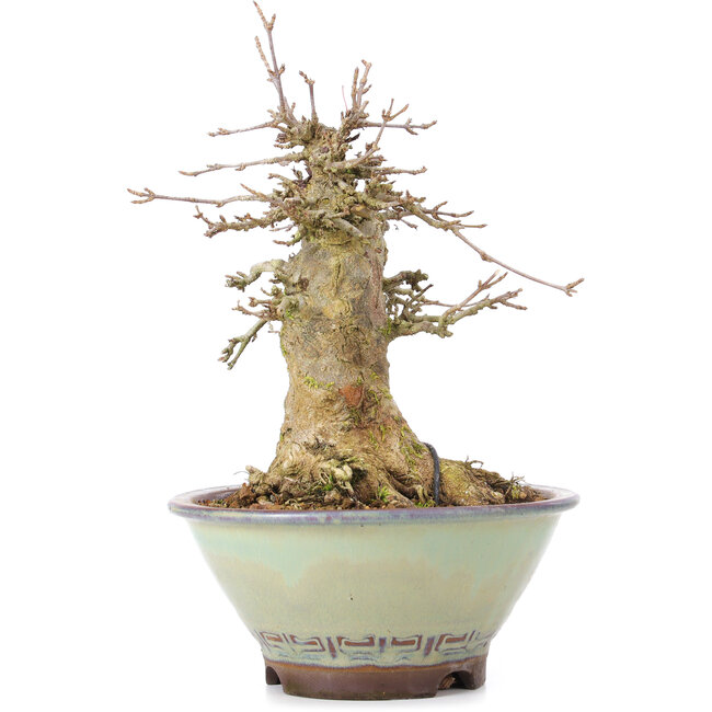 Acer buergerianum, 17 cm, ± 35 años, con un nebari de 10 cm