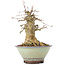 Acer buergerianum, 17 cm, ± 35 years old, with a nebari of 10 cm