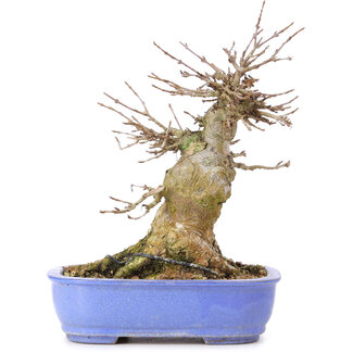 Acer buergerianum, 17 cm, ± 35 jaar oud