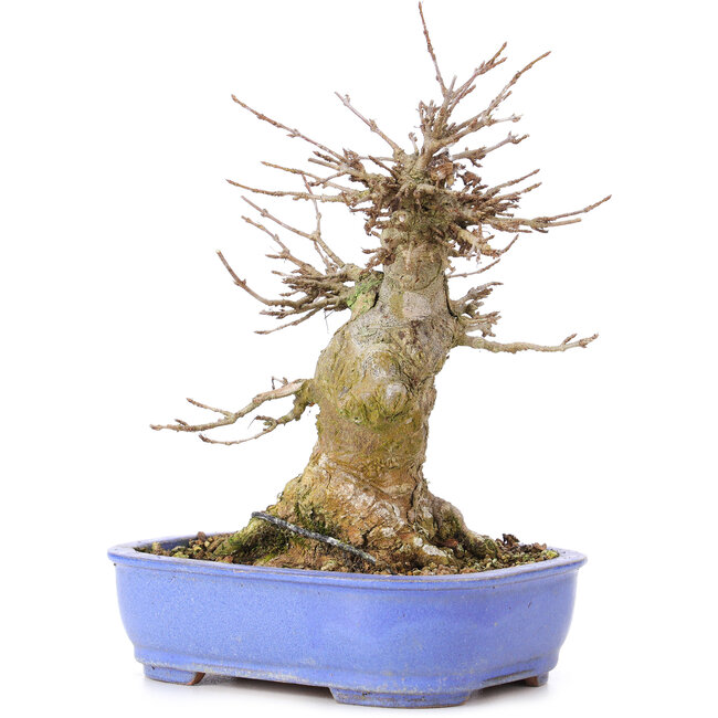 Acer buergerianum, 17 cm, ± 35 ans, avec un nebari de 10 cm