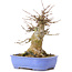 Acer buergerianum, 17 cm, ± 35 anni, con un nebari di 10 cm