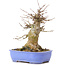 Acer buergerianum, 17 cm, ± 35 años, con un nebari de 10 cm