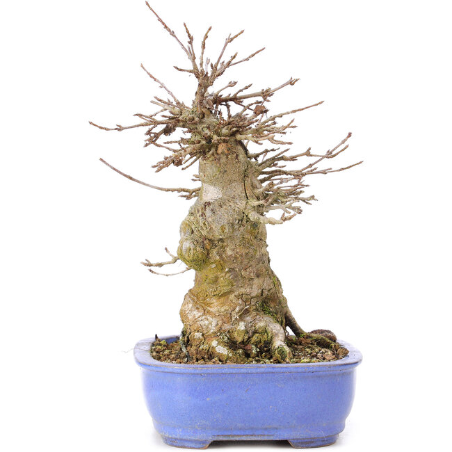 Acer buergerianum, 17 cm, ± 35 years old, with a nebari of 10 cm