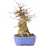 Acer buergerianum, 17 cm, ± 35 years old, with a nebari of 10 cm
