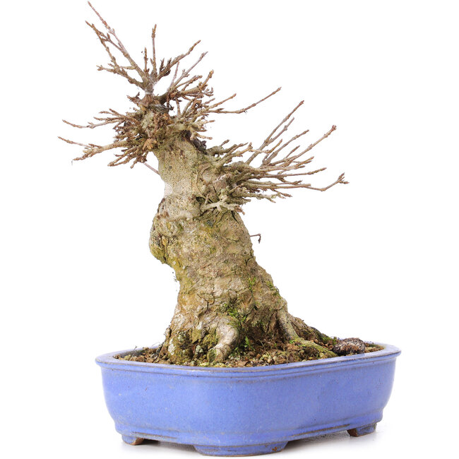 Acer buergerianum, 17 cm, ± 35 jaar oud, met een nebari van 10 cm