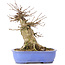 Acer buergerianum, 17 cm, ± 35 anni, con un nebari di 10 cm