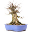 Acer buergerianum, 17 cm, ± 35 years old, with a nebari of 10 cm