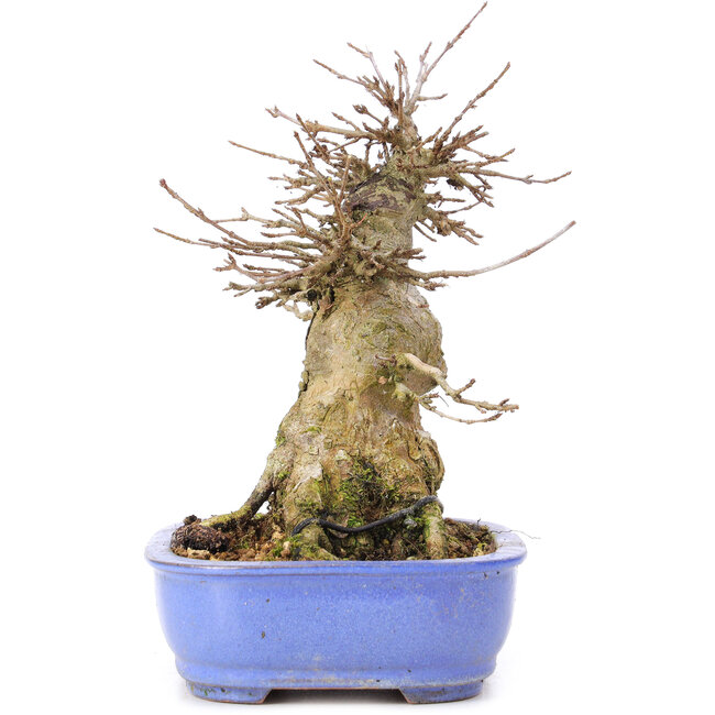 Acer buergerianum, 17 cm, ± 35 years old, with a nebari of 10 cm
