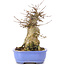 Acer buergerianum, 17 cm, ± 35 years old, with a nebari of 10 cm