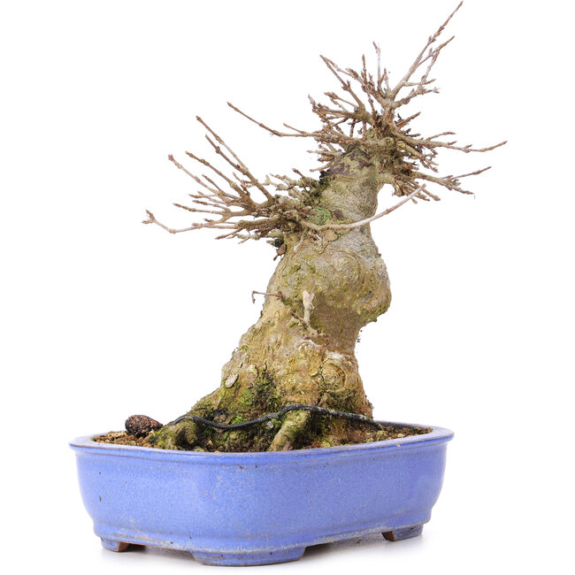 Acer buergerianum, 17 cm, ± 35 ans, avec un nebari de 10 cm