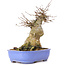 Acer buergerianum, 17 cm, ± 35 years old, with a nebari of 10 cm