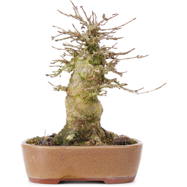 Acer buergerianum, 15,5 cm, ± 35 years old, with a nebari of 9 cm