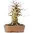 Acer buergerianum, 15,5 cm, ± 35 años, con nebari de 9 cm