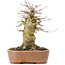 Acer buergerianum, 15,5 cm, ± 35 years old, with a nebari of 9 cm