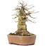 Acer buergerianum, 15,5 cm, ± 35 anni, con un nebari di 9 cm