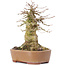 Acer buergerianum, 15,5 cm, ± 35 años, con nebari de 9 cm