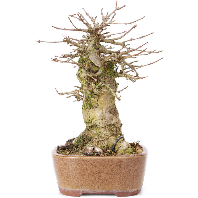 Acer buergerianum, 15,5 cm, ± 35 ans, avec un nebari de 9 cm