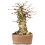 Acer buergerianum, 15,5 cm, ± 35 anni, con un nebari di 9 cm