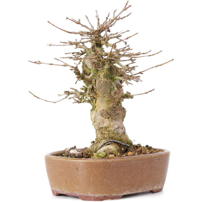 Acer buergerianum, 15,5 cm, ± 35 ans, avec un nebari de 9 cm
