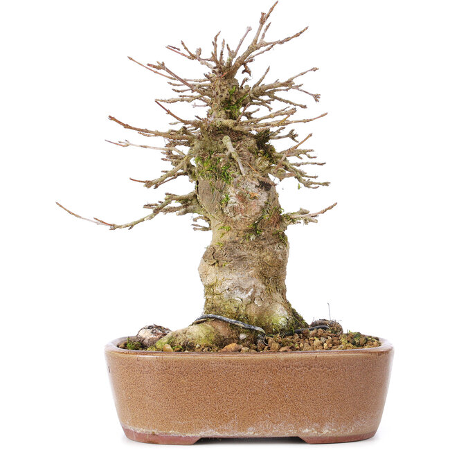 Acer buergerianum, 15,5 cm, ± 35 ans, avec un nebari de 9 cm