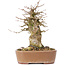 Acer buergerianum, 15,5 cm, ± 35 years old, with a nebari of 9 cm