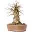 Acer buergerianum, 15,5 cm, ± 35 years old, with a nebari of 9 cm