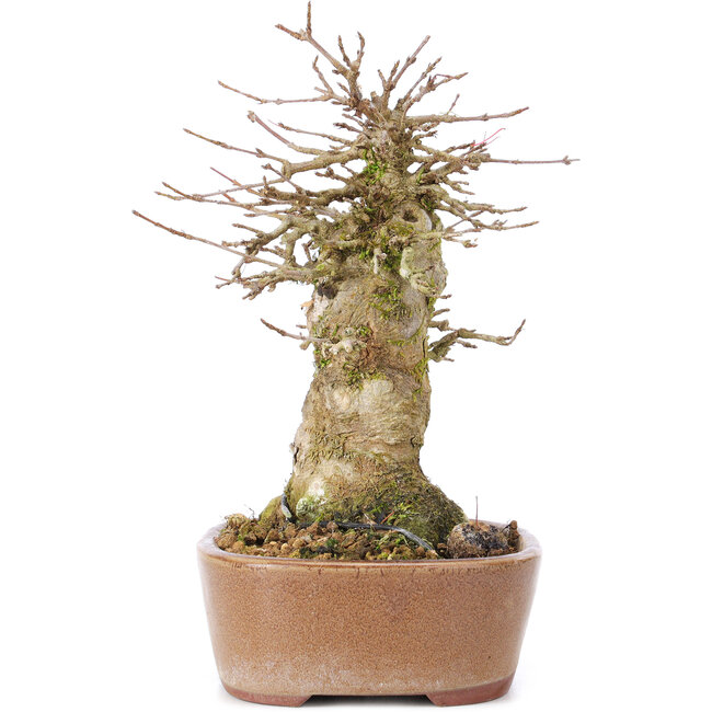 Acer buergerianum, 15,5 cm, ± 35 years old, with a nebari of 9 cm