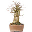 Acer buergerianum, 15,5 cm, ± 35 years old, with a nebari of 9 cm