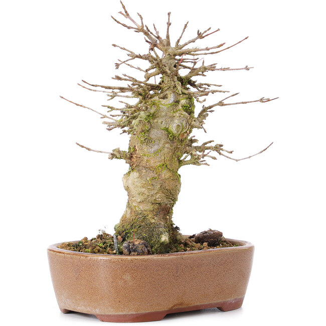 Acer buergerianum, 15,5 cm, ± 35 Jahre alt, mit einem Nebari von 9 cm